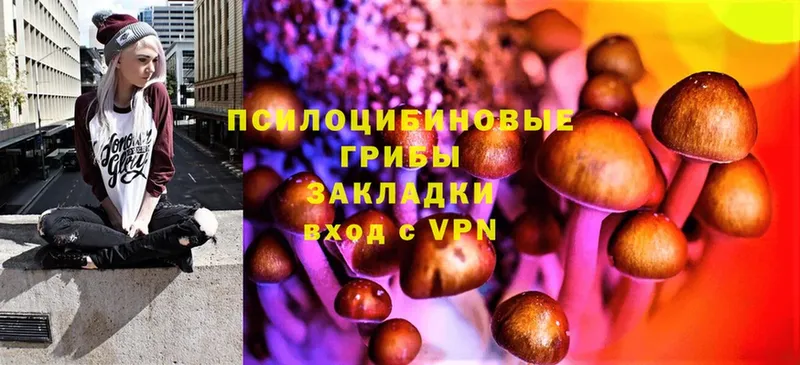 Галлюциногенные грибы Psilocybe  Дудинка 